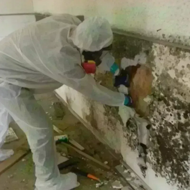 Mold Remediation and Removal in Palmetto, GA